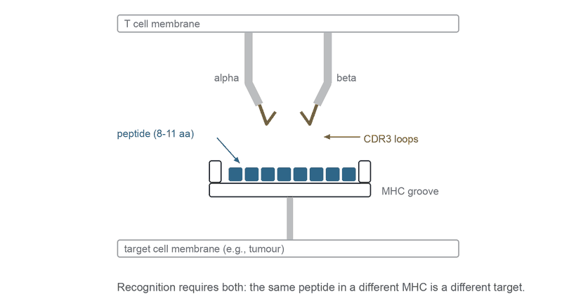 Animated: a T cell receptor descends from the T cell membrane and its CDR3 loops settle onto a peptide held in the groove of an MHC molecule on a target cell.