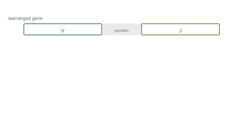 Animated: a rearranged gene is marked with a bracket spanning the CDR3, which is then expanded to show germline ends contributed by V and J and a middle that is trimmed and randomly filled.